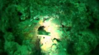 Diving at La Jolla Shores with Herb.wmv