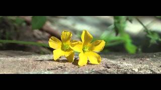 Oxalis corniculata 1080p