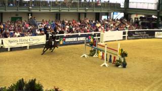 Little MIss Boss qualifying Hoys Fox 2013