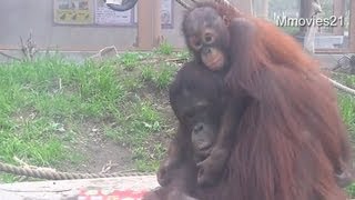 ボルネオオランウータン　レンボーとハヤト~Bornean Orang-utan