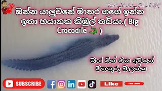 මාතර ගගේ ඉන්නා කිඹුලි ගේ 🐊 පැටියා.( Big Crocodile 🐊 )