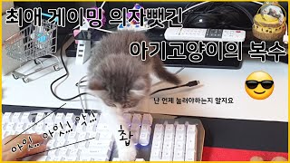 [SOGO VLOG] 분노한 아기고양이의 복수🥊😎 Revenge of the angry baby cat