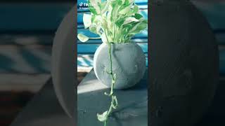 මනී ප්ලාන්ට් වර්ග දැන් ගනේමුල්ල මල් කඩේ natural plants sri lanka #garden #indoorplants #bonsai