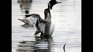 Pintail duck bath