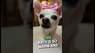 This Chihuahua Won't Leave the Bubble Bath #spaday #adorable #shorts