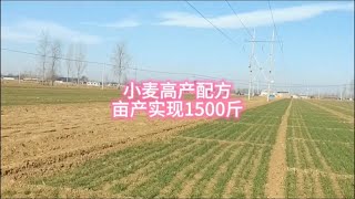 今年种小麦要这样用化肥，小麦高产配方，亩产实现1500斤