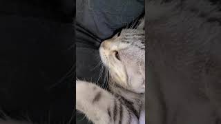 甘える鳴き声、発情期の子猫の様子②【おしゃべりする猫】#shorts #短い動画#アメリカンショートヘアー #おしゃべりする子猫#天使なこ#子猫#発情期