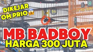 TAWARAN 300 JUTA DITOLAK‼️ MURAI BATU BADBOY BERHASIL JUARA DI VIKING ARENA🥶