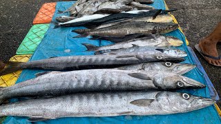 കടലിൽ നിന്ന് കടുക മീൻ പിടുത്തം parappanagadi fishing amazing fishing fish tip