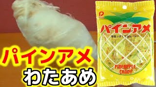 パインアメ味のわたあめ作ってみた！