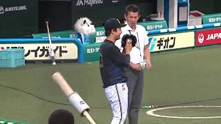 オリックス大嶋達也BPとずっとおしゃべり試合前豊田さんﾒｯﾄﾗｲﾌﾄﾞｰﾑ20190815c