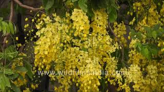 Amaltas or Indian Laburnum in full bloom outside Nehru Park: Spring 2020