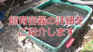 タナゴの野外飼育に関して質問を頂いたのでお答えしていきます。