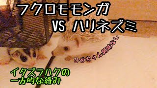 【フクロモモンガ vs ハリネズミ】〜ハクの一方的な絡み〜 #ハリネズミ #ハリネズミのいる暮らし #フクロモモンガ #フクロモモンガ飼育 #エキゾチックアニマル #ももひめファミリー