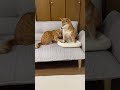 instagramで1000万回再生バズった犬猫バトル動画「ベッドを巡る攻防戦」を紹介します。youtubeの皆さまにも見ていただけるとうれしいです。　 shorts