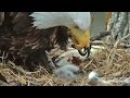 ГОДУВАННЯ ПТАШЕНЯ. ОРЛАН БІЛОГОЛОВИЙ. АЙОВА. США 7 4 23 feed chicks. eagle bald. nest. iowa. usa