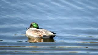 クイナ争い　マガモ　ヨシガモ　コチドリ　カイツブリ　今日の鳥