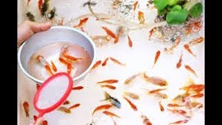 【感動】妹の金魚すくい