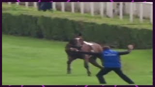Funny Horses Show Strength Try Not To Laugh It's Really The Most Powerful Funny Horse Video #4