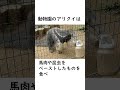 【 shorts 】アリクイは実は・・・ アリクイ 生き物 雑学