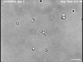 A protein interaction map for cell-cell adhesion regulators identifies DUSP23 as a novel phosphatase