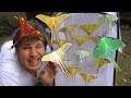 My Crazy Pets: Moon Moths compilation (by Bart Coppens) - Moths as Friends!  Comet & Moon Moths