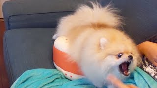 飼い主とのスキンシップにイライラするポメラニアン【モチ】 Pomeranian is a cute dog.