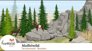 Muffelwild  - alles was du für die Jägerprüfung wissen musst