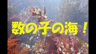 【４K】ニシンが産卵した海に潜ってみたよ♪小平町鬼鹿海岸