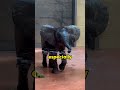 elephant trunk. foryou animals ytshorts