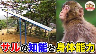 【驚異の身体能力】サル版SASUKE！回転式巨大シーソーにバナナをつけてニホンザルの前に置いてみた【どうぶつ奇想天外／WAKUWAKU】