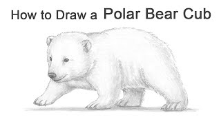 How to Draw a Polar Bear Cub