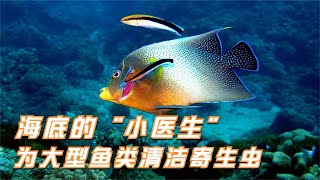 海底冷知识，海底的“小医生”，为大型鱼类清洁寄生虫