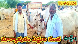 మార్కాపురం ఎద్దుల సంత, పార్ట్-1/ 10 9 2024 | Markapuram Bulls Santha| Ap | రైతు వారి ఎద్దులు ఎక్కువ.