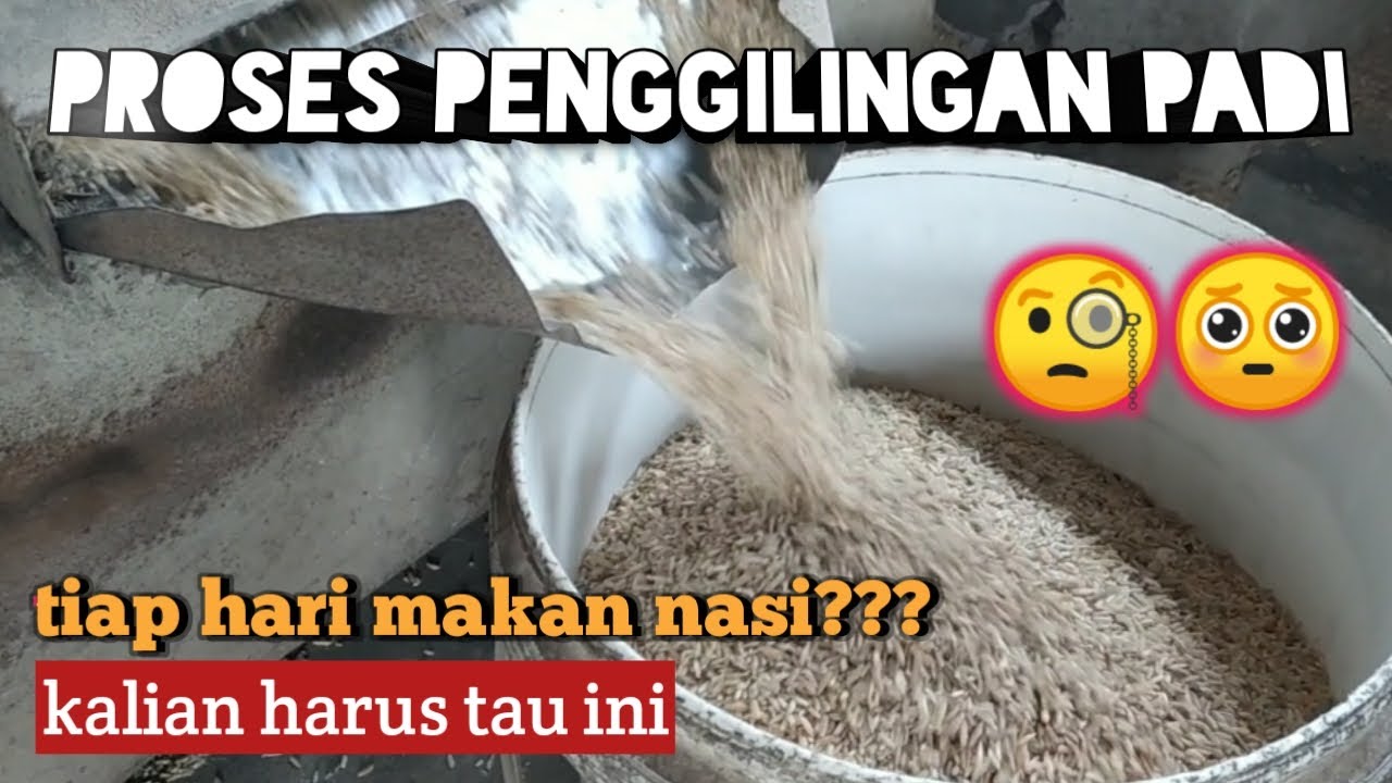 Proses Penggilingan Padi Menjadi Beras | #kuyyydiary #edukasi # ...