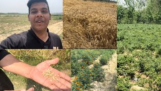 MORADABAD JUNGLE SAFARI || FARMING 👩‍🌾 Gauva,Mango,Berry🍓|| DESI LIFE  #vlogs #jungle #farming