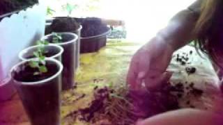 Guava Nursery India Seeds Plants Videos Books Guava Nursery India Seeds Plants Videos Books