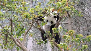 20150227-2 圓仔從小愛茄苳 正面背影一般萌 Giant Panda Yuan Zai