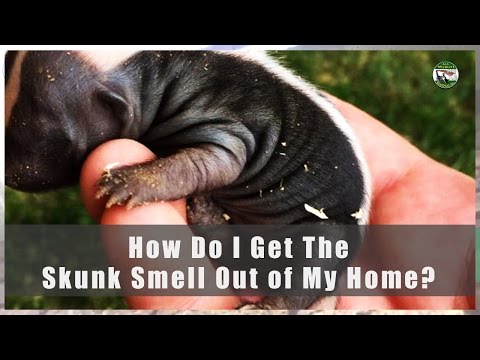 How Do I Get The Smell Of Skunk Out Of My Home How Do I Get The Smell Of Skunk Out Of My Home