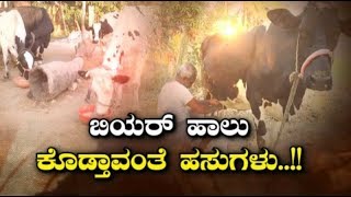 Cow Gave Alcohol Instead Of Milk In Raichur