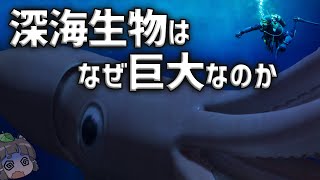 【疑問】深海生物はなぜ巨大になるのか？