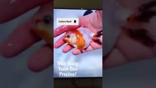 Sneak Peek: Baby Yuan Bao Goldfish coming next Wednesday! Fish Unboxing 🍼