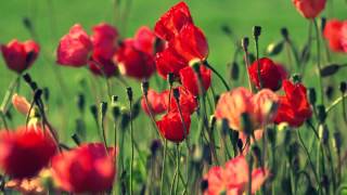 Looking at red flowers