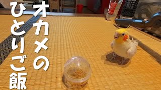 【オカメインコ】インコの暇つぶしご飯