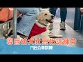 【導盲犬上課趣 Ep.50】導盲幼犬社會化訓練中！P胎公車訓練