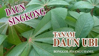 Cara tanam daun ubi (singkong) untuk sayur agar tumbuh subur dan lebat