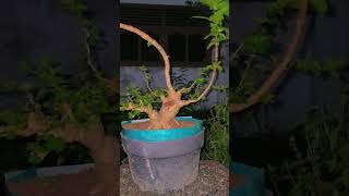 Bonsai Sancang The Max 30 cm 🔥.                                 #bonsainusantara #bonsaiindonesia