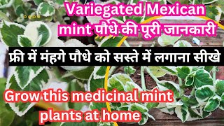 Variegated Mexican mint पौधे की पूरी जानकारी | Grow this medicinal mint plant at home | Herbs