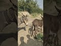 donkeys full fun back shortsviral animals gadha happy