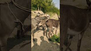 Donkeys Full Fun Back |#shortsviral#animals Gadha #happy